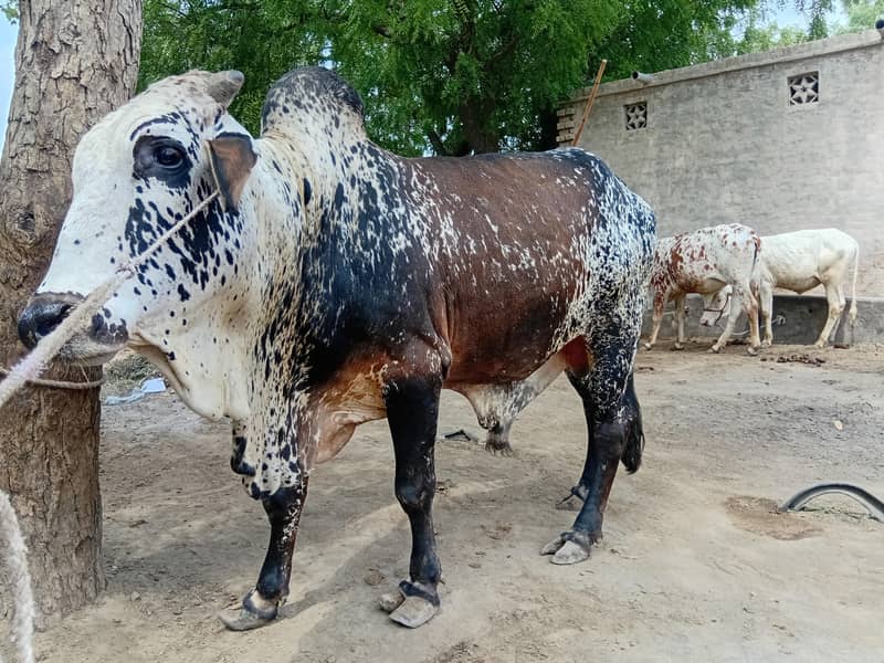 ماشااللہ خوبصورت چترا بچھڑا برائے فروخت | 34 ماہ | 4-5 من وزن 4
