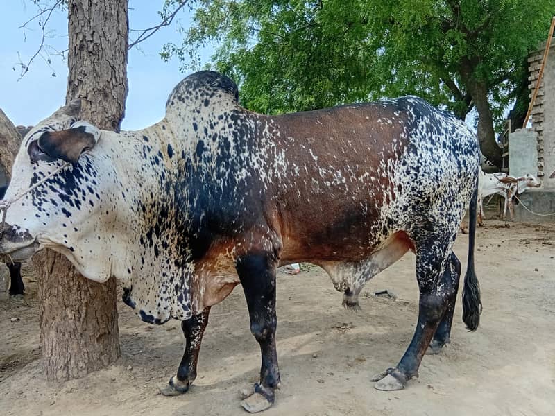 ماشااللہ خوبصورت چترا بچھڑا برائے فروخت | 34 ماہ | 4-5 من وزن 5
