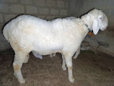 pure larkana Sheep dumba