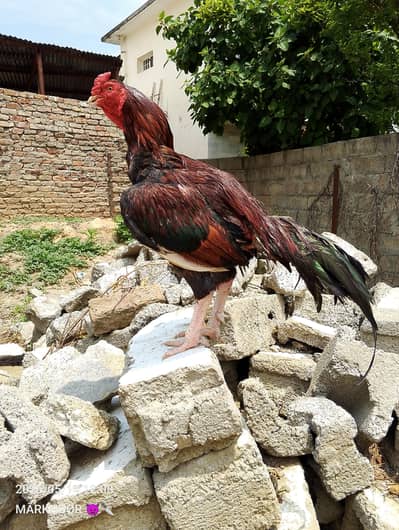 LAKHA MURGA HIGH QUALITY