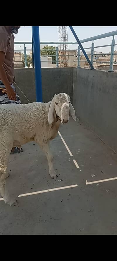 sale of Lamb