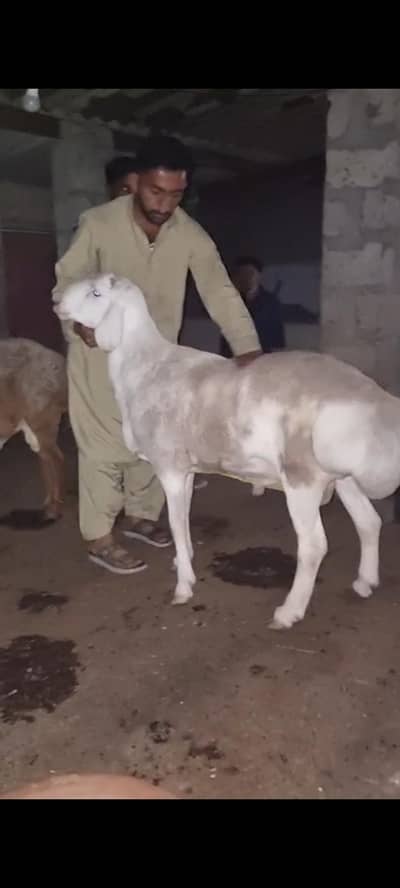pure turkey heavy sheep