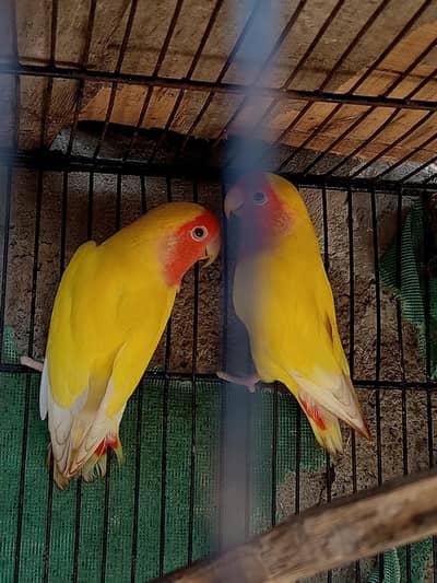Lovebirds and Budgie
