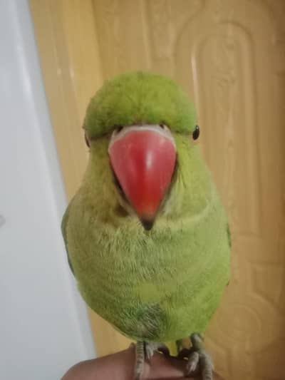 parrot for sale in good price