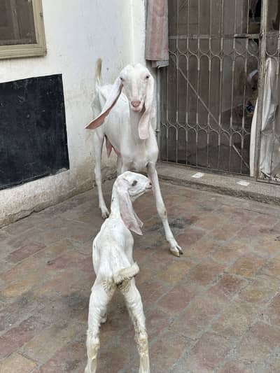 Rajan puri Bakri with 1 female bchaa