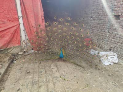 peacock sale