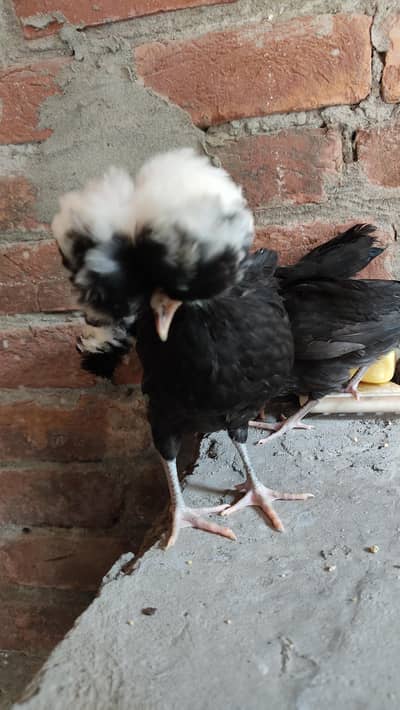 Black Polish White Crested Trio