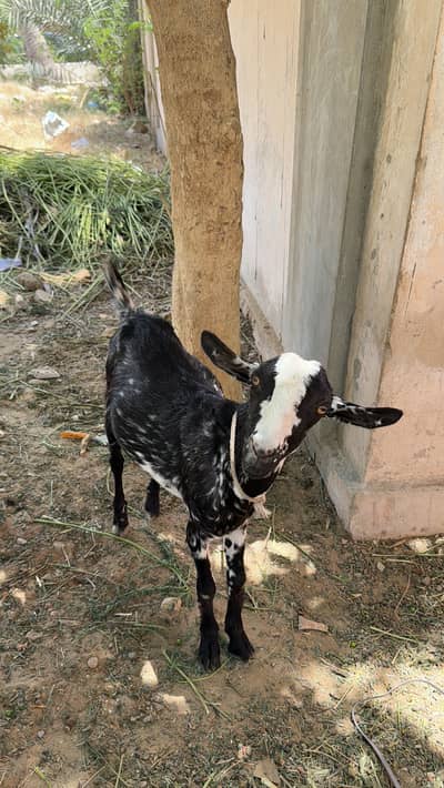 2 daant khassi Teddy pala hua hai Qurbani 2026 ka