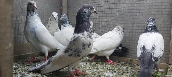 Vip parvazi kabotar for sale.