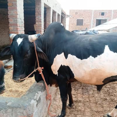 donda wacha for sell beautiful wait 6 man