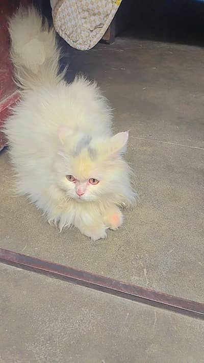 white Persian cat