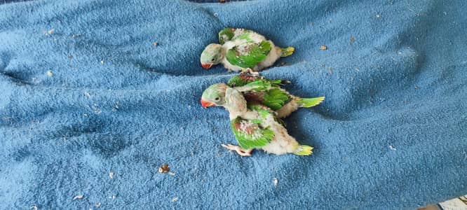 Jumbo Raw Parrot Baby Chicks