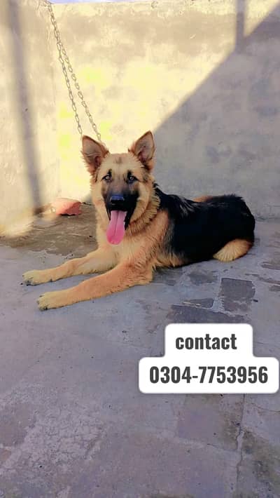 German shepherd male Dog/ family Dog / GSD male