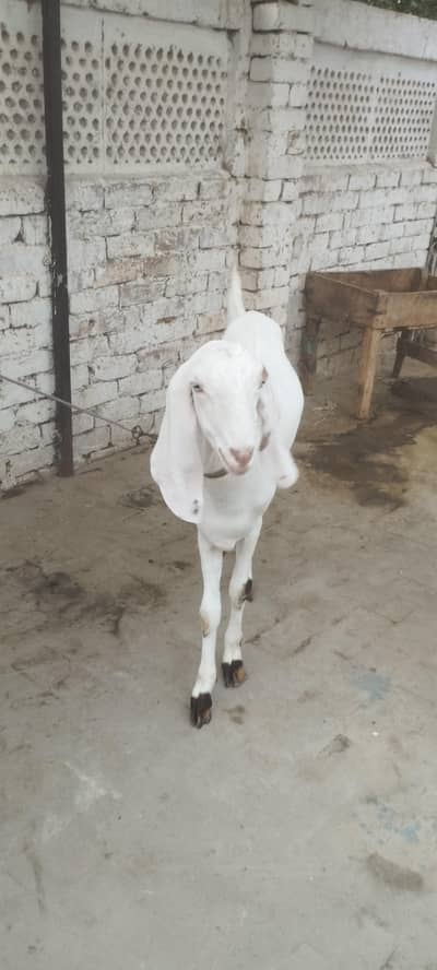 White Bakri ( Path)
