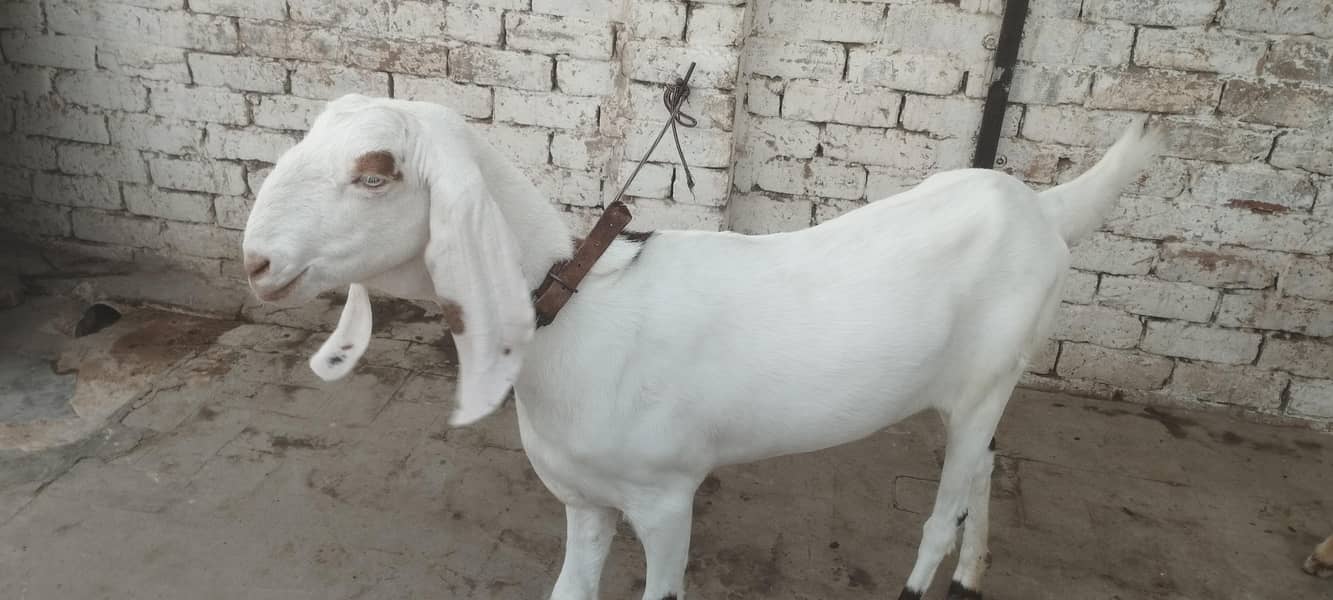 White Bakri ( Path) 1
