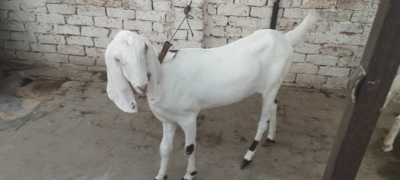 White Bakri ( Path) 2