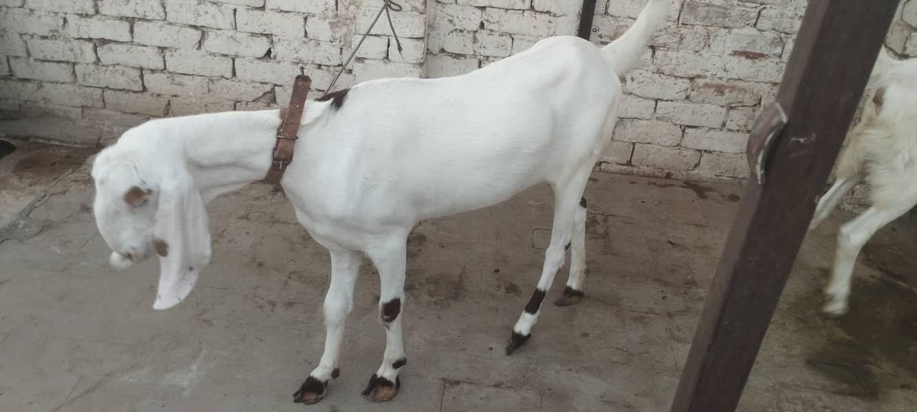 White Bakri ( Path) 3