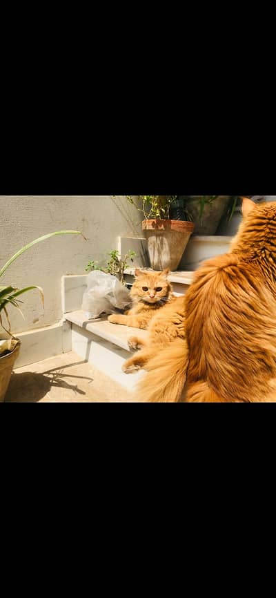 Persian cats
