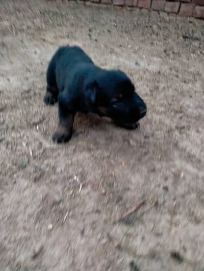 German shepherd puppy