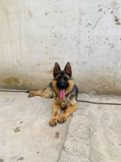 German shepherd Dog female ( Black Mask )