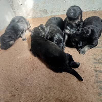 Black German Pupp | Long Coat black shepherd Pupps | Dogs Cages