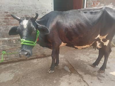 cow for sale