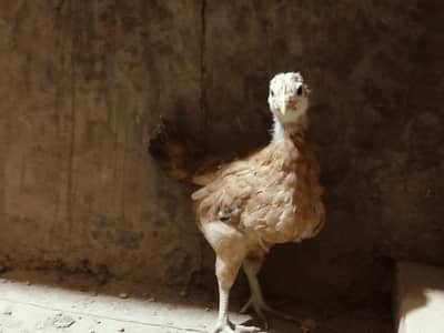 Golden Misri chiks for sale | 1 month old | 350 gram