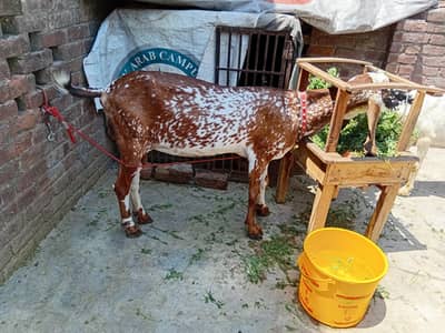 mashallah khubsurat best qulty desi goat