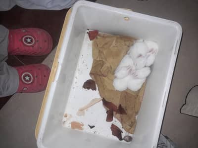 White rabbits red eyes for urgent sale today