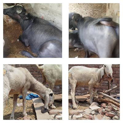 home breed kata for sale eid k liya special chezz
