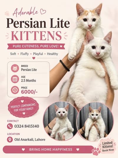 mix breed kittens