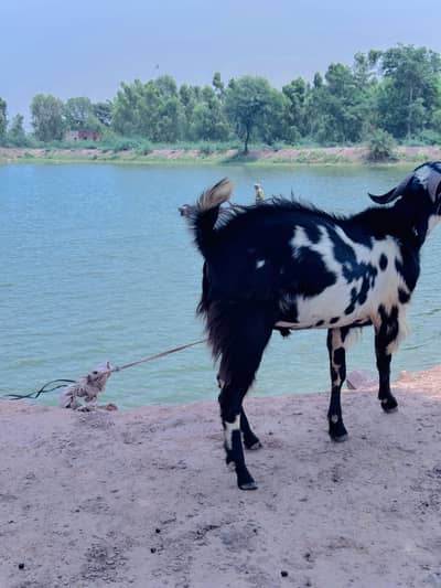 Donda bakra for Qurbani