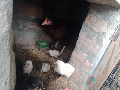 Aseel chicks with mother ( vaccinated )