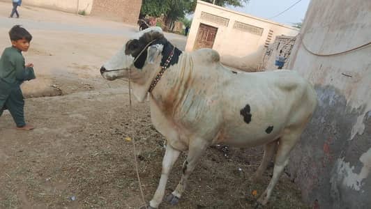 ox , bachara