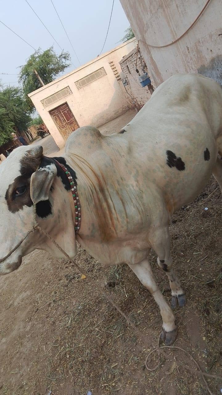 ox , bachara 1