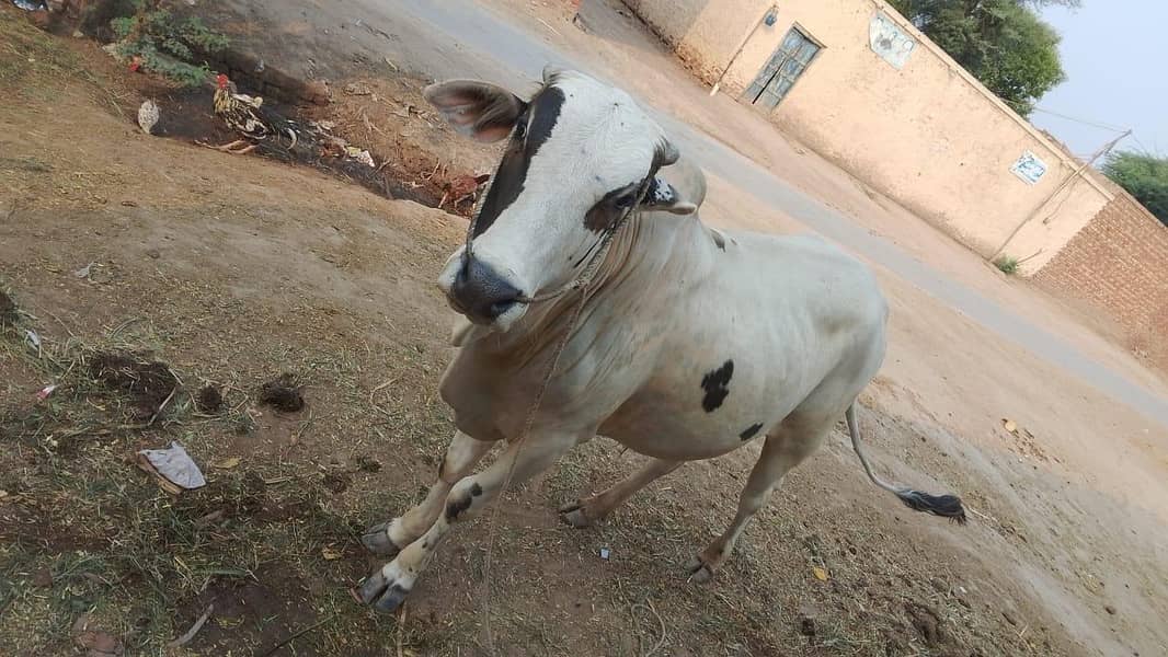 ox , bachara 2