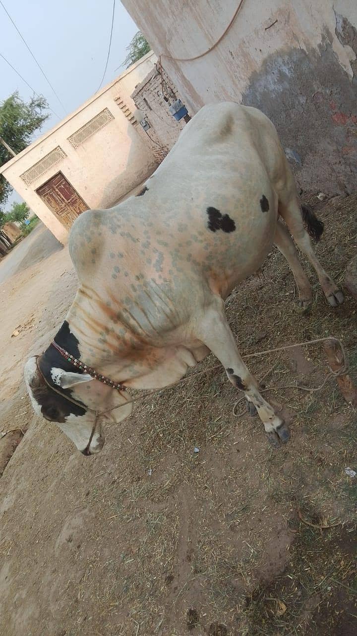 ox , bachara 3