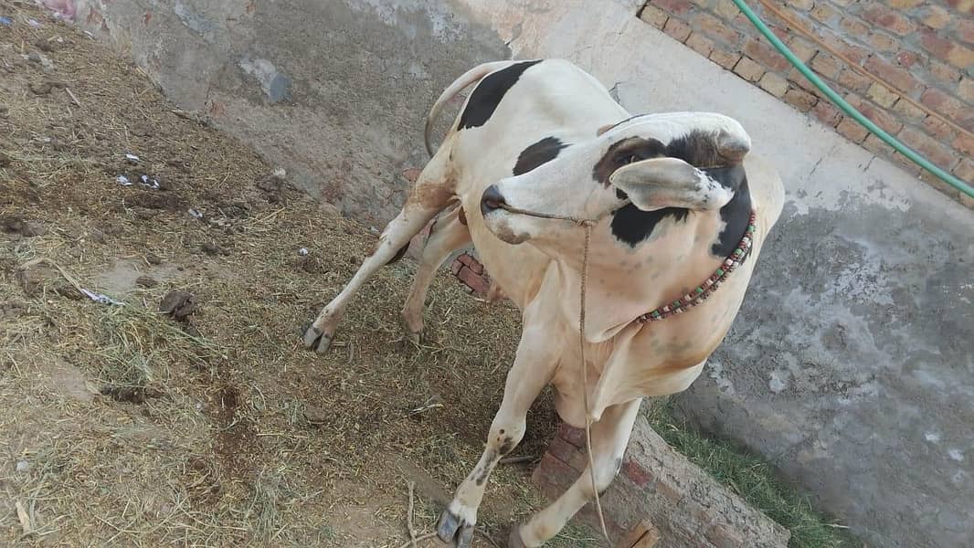 ox , bachara 4