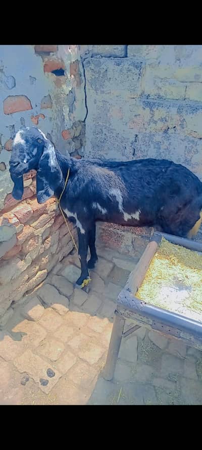 Bakri and Bakra