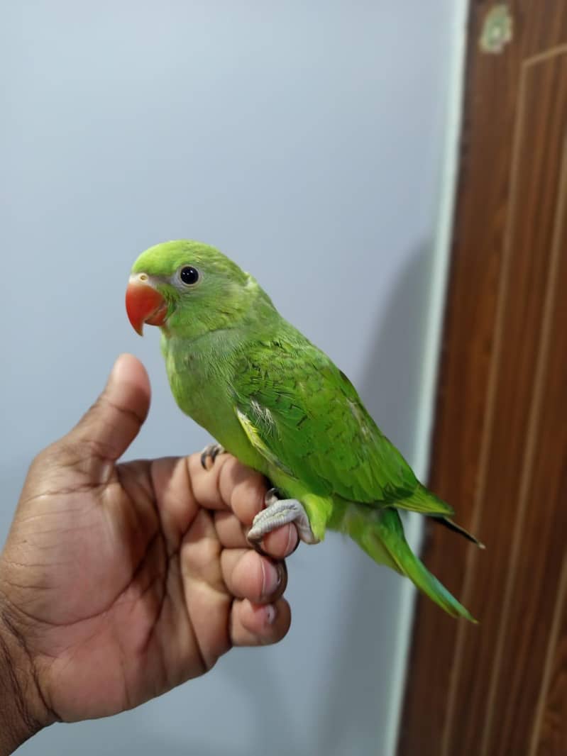 ringneck chick 0