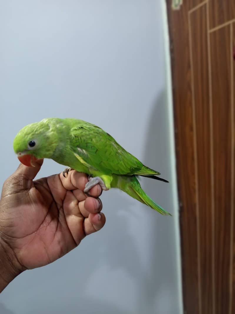 ringneck chick 1