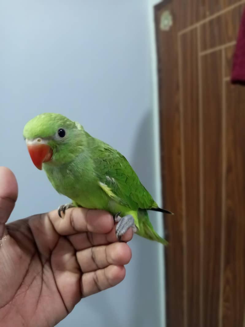 ringneck chick 2