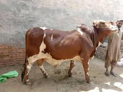 Bachra for sale