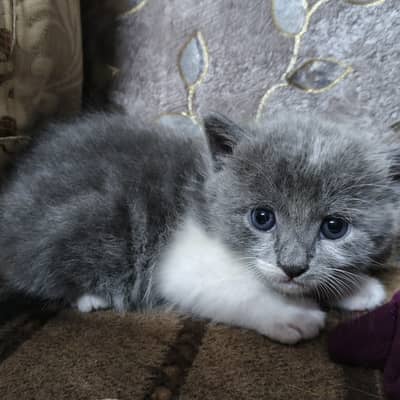 Cute Male Kittens pair| Orange White + charcoal Grey White