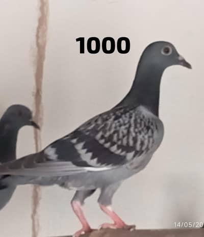 All pigeons for sale