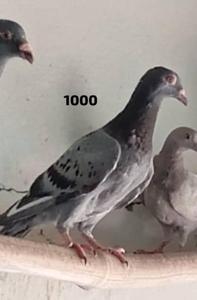 All pigeons for sale