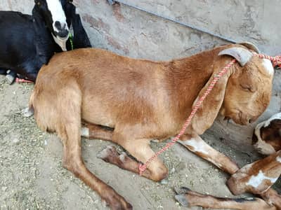 do dant bakra hy  kad b acha hy or wazni b hy