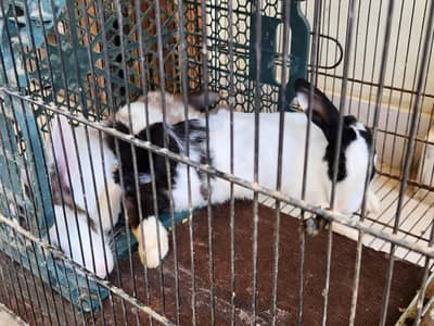 2 rabbits female