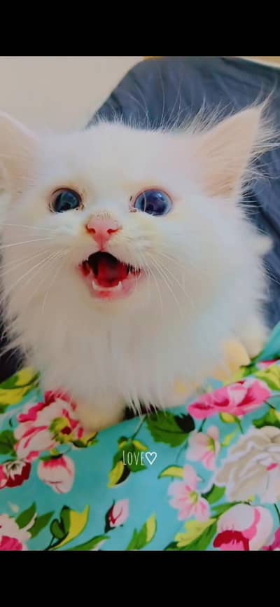 Persian cat