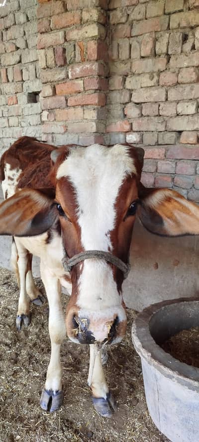 Holstein friesian  nasal